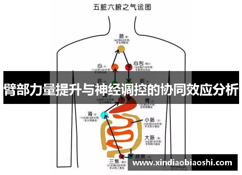 臂部力量提升与神经调控的协同效应分析